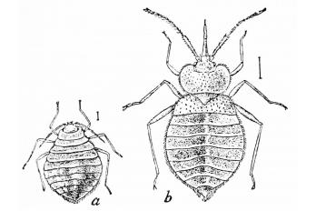 Bed Bugs